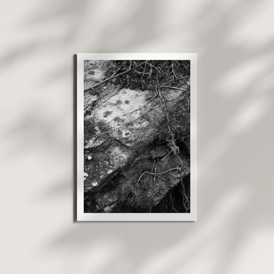 Moss B/W Digital Download